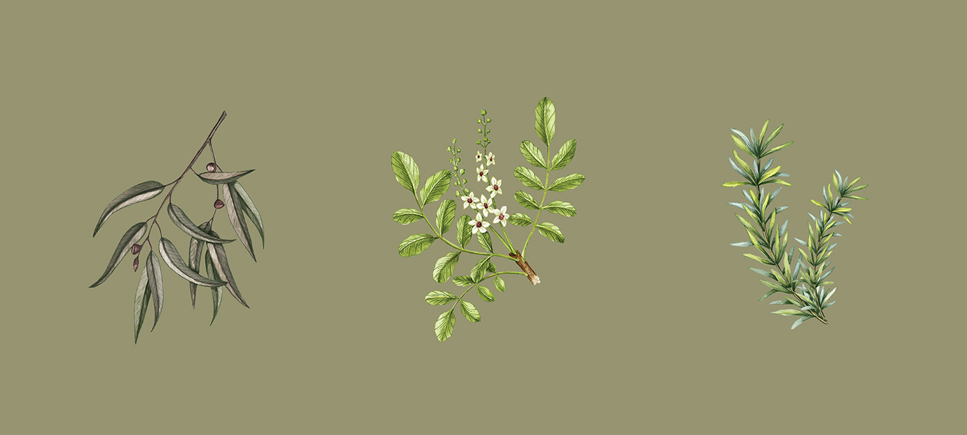 能让人想起传统的植物学书籍的护肤品包装设计(图9)